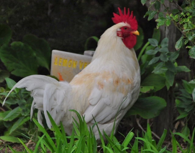 chicken photo, white